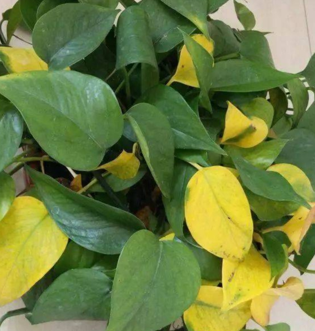 想要绿萝养得好，方法很简单，抓住主要关键点