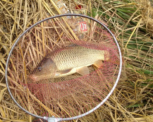 一种神奇钓法世代相传能钓各种鱼,四川钓谷麦的正确方法