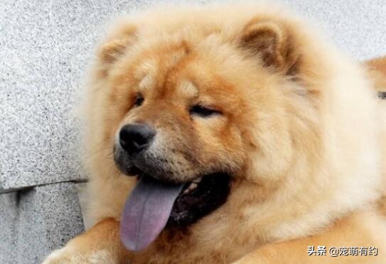 新手喂养松狮犬需要注意哪些问题,松狮犬好养吗如何饲养松狮犬