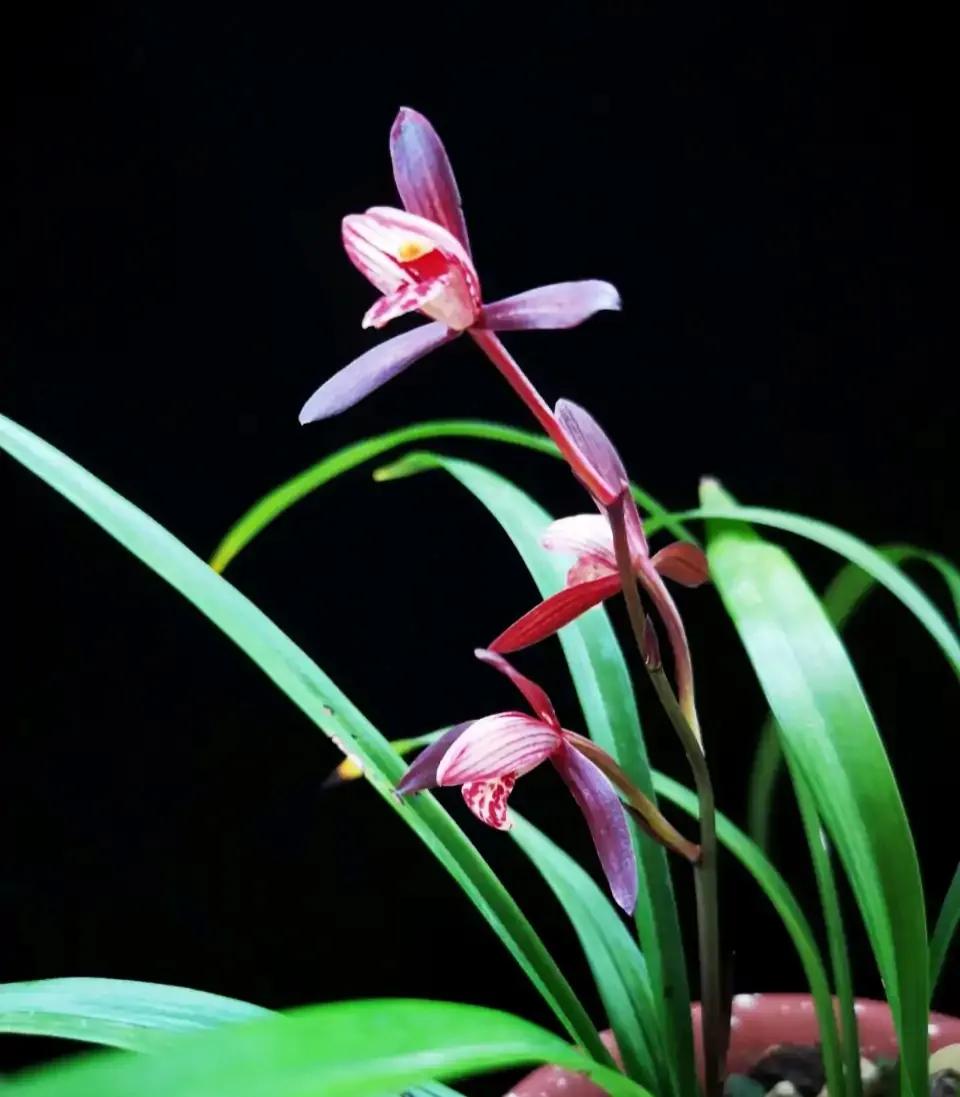 秋季兰花怎么养才能旺盛容易开花,兰花春不出夏不晒秋不干什么原因