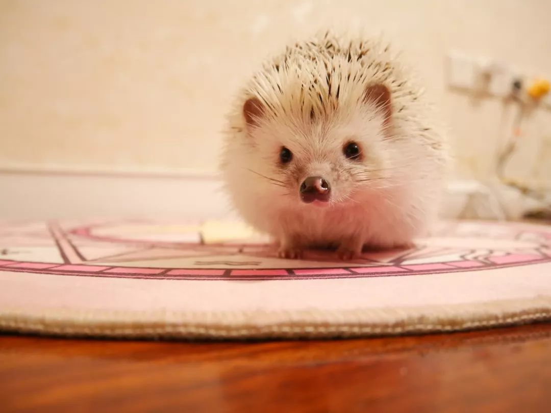 一只鸭子一万五元,一只鸭子一万多