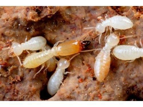 白蚁进化与什么最接近,白蚁的进化过程