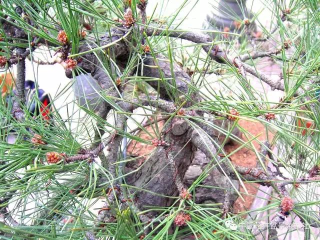 盆景黑松造型欣赏 (黑松盆景造型实例大全)