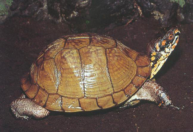 各种龟类图片大全大图,龟类展示会