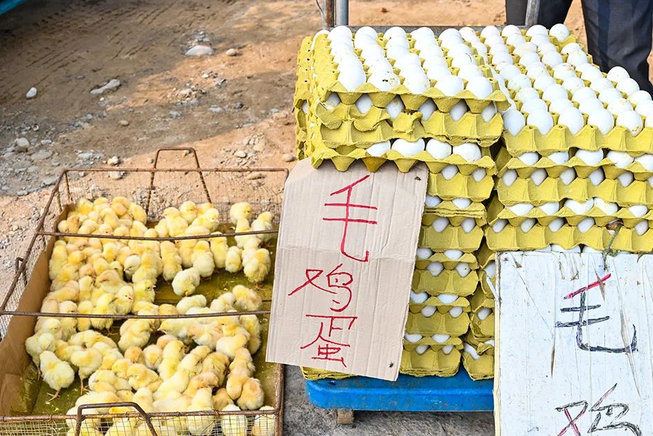 满满的烟火气逛大集真好玩,最值得逛的大集