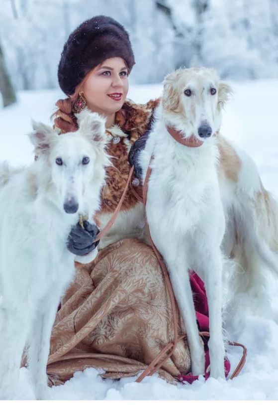 俄罗斯猎狼犬打斗,俄罗斯猎狼犬捕狼视频