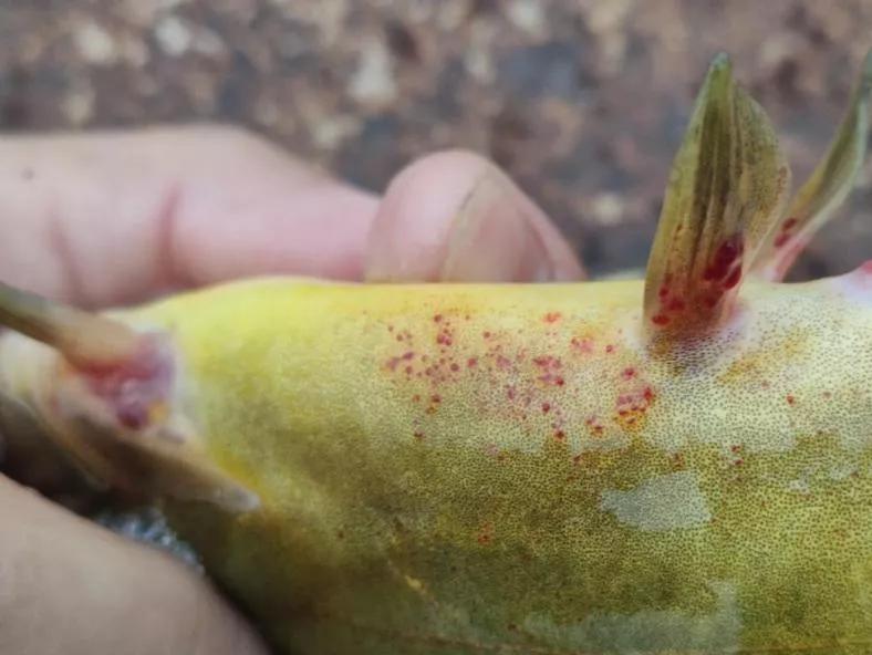 黄骨鱼出血病下什么药,黄骨鱼内脏出血是怎么回事