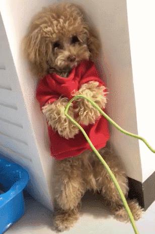 打泰迪犬,泰迪犬可以打吗