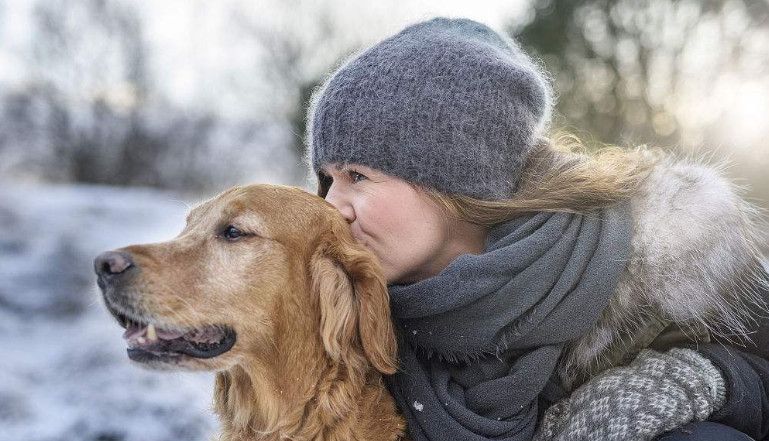 金毛犬十大坏处,养金毛犬有什么注意事项