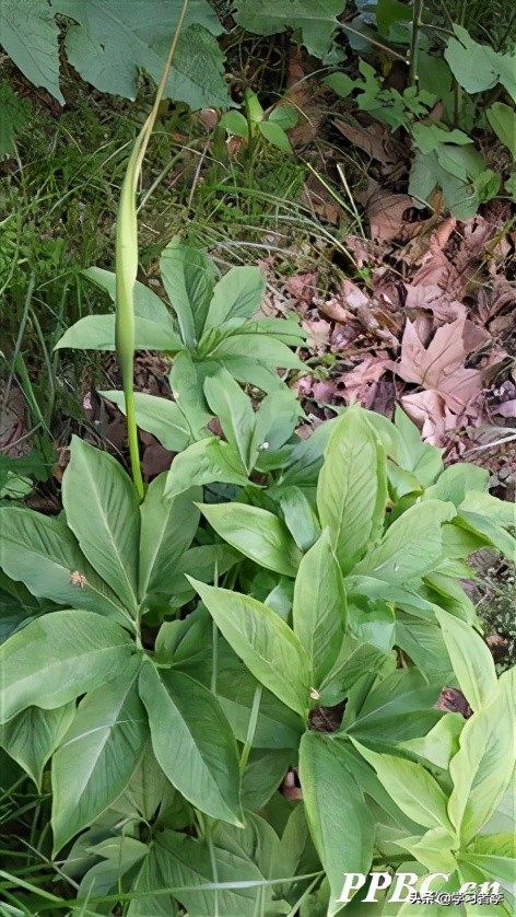 抗癌十味方,抗癌草药十大名方