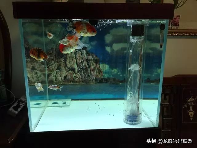 垃圾桶旁边的四方鱼缸，捡回去养了一缸金鱼，别说还挺不错