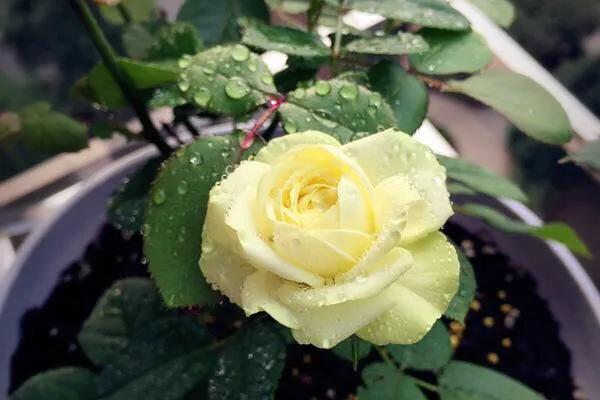 月季图鉴哪本书好,淘宝上最好养的月季品种