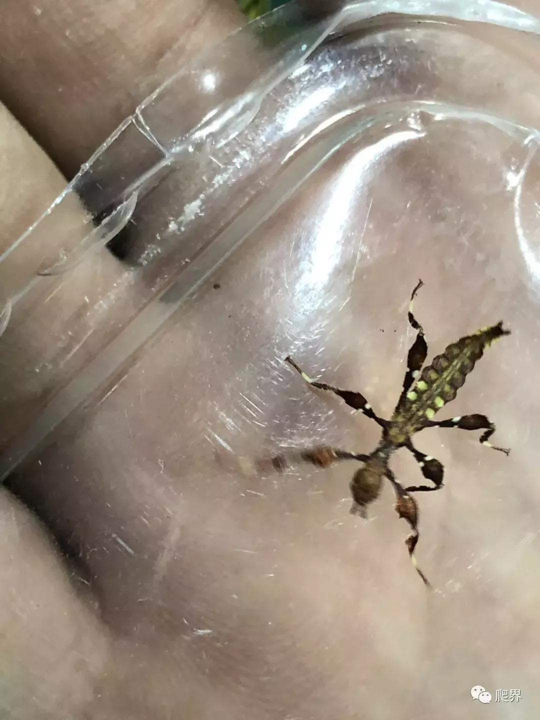 伦敦的爬宠店,隐藏在小区深处的店铺