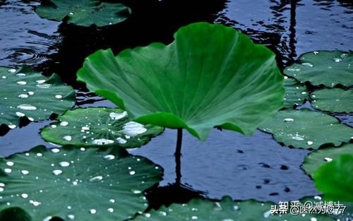 荷叶分布在哪里,哪里的荷叶是最好的