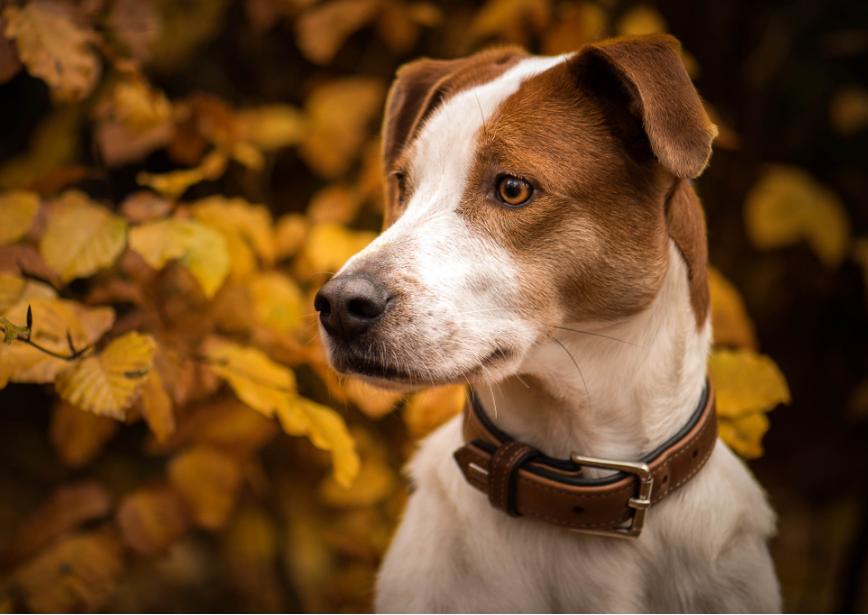 喜欢咬人的狗是什么品种,喜欢咬人的狗有哪些