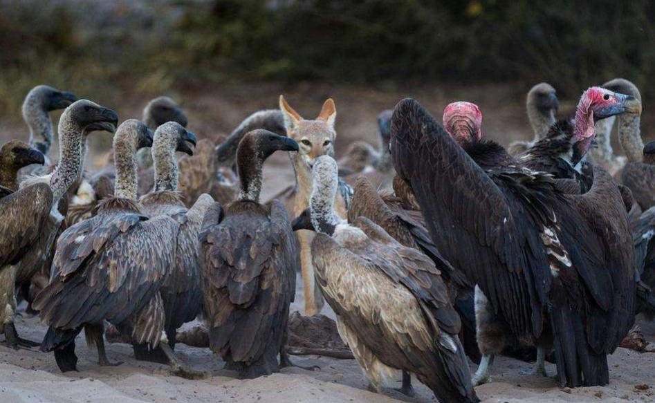 草原清道夫秃鹫,鸟类救助秃鹫