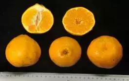 柑橘新优优缺点,设施柑橘新品种优缺点