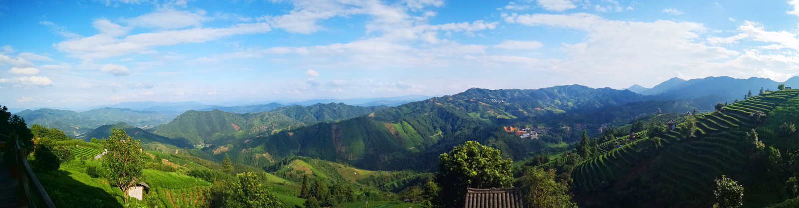 自炒茶叶纯天然,云南茶传统柴火手工炒茶