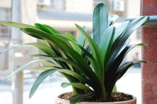 君子兰开花后怎么样使结籽成熟,君子兰长红果怎么处理