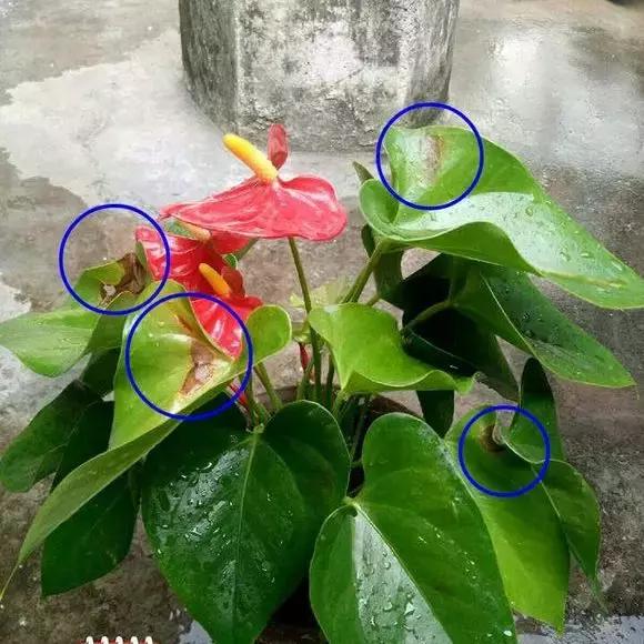 红掌枯萎还会长新叶吗,红掌黄叶腐烂枯萎怎么补救