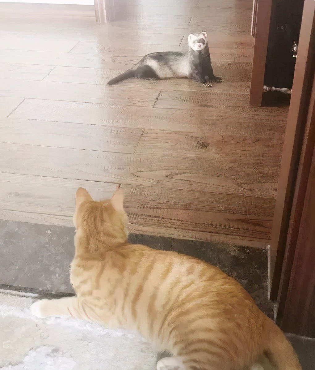 安格鲁貂和玛雪儿貂哪个性格好,可爱安格鲁貂