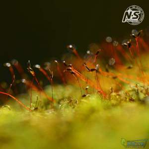 游钓篇｜渔在熊猫故里