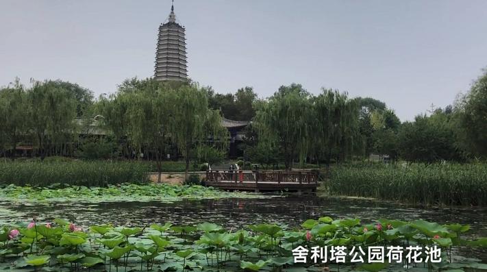 沈阳荷花游玩时间,现在沈阳哪个公园荷花开放