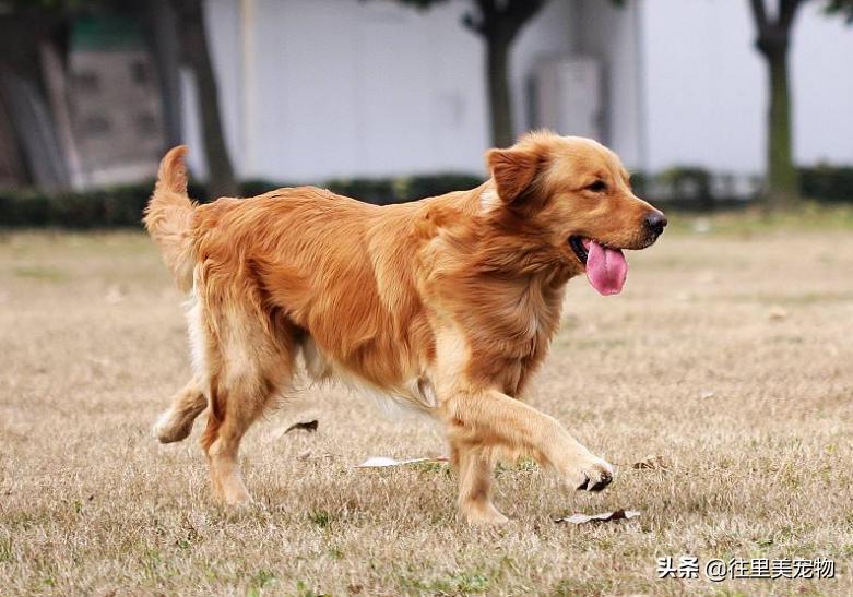 犬舍怎么挑选金毛狗狗呢,金毛宠物怎么样养活