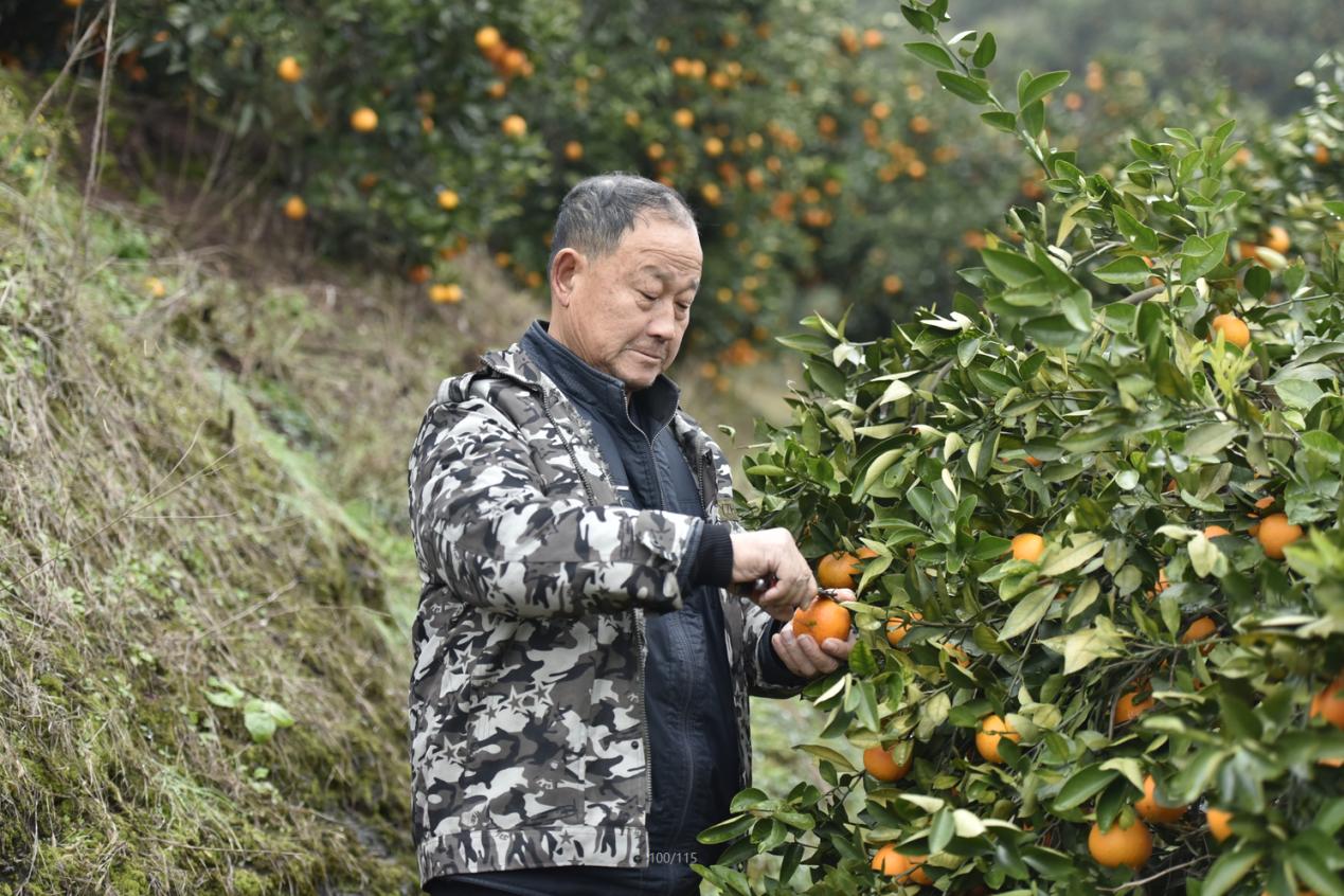 免狐扶贫项目上线,为麻阳甜橙解决销路难题