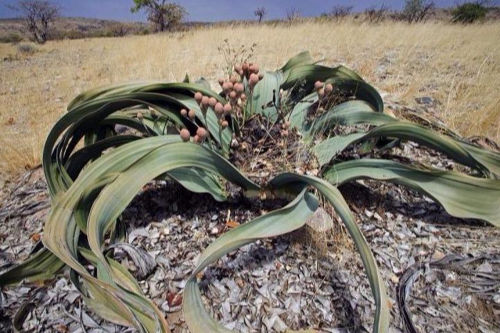世界上10大最奇特的植物,世界上最奇特的植物叫什么名字