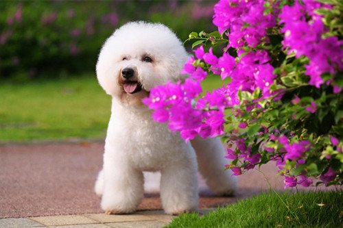 如何处理比熊犬泪痕的方法,比熊犬泪痕严重怎么清掉