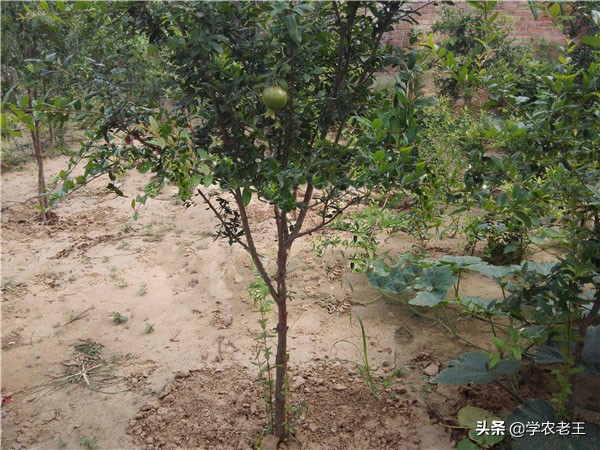 新移栽的石榴注意事项,移栽石榴树第一年活了第二年死了