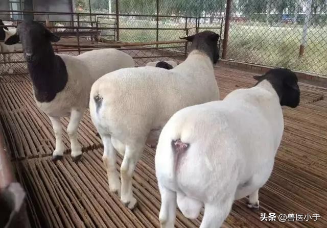 羊中暑用什么中药,羊中暑最怕什么药