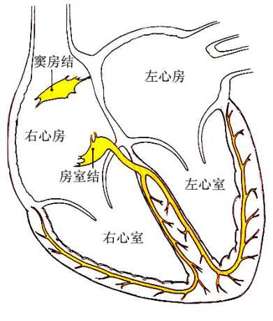 心电图窦性心律1100正常吗,心电图窦性心律平均83正常吗