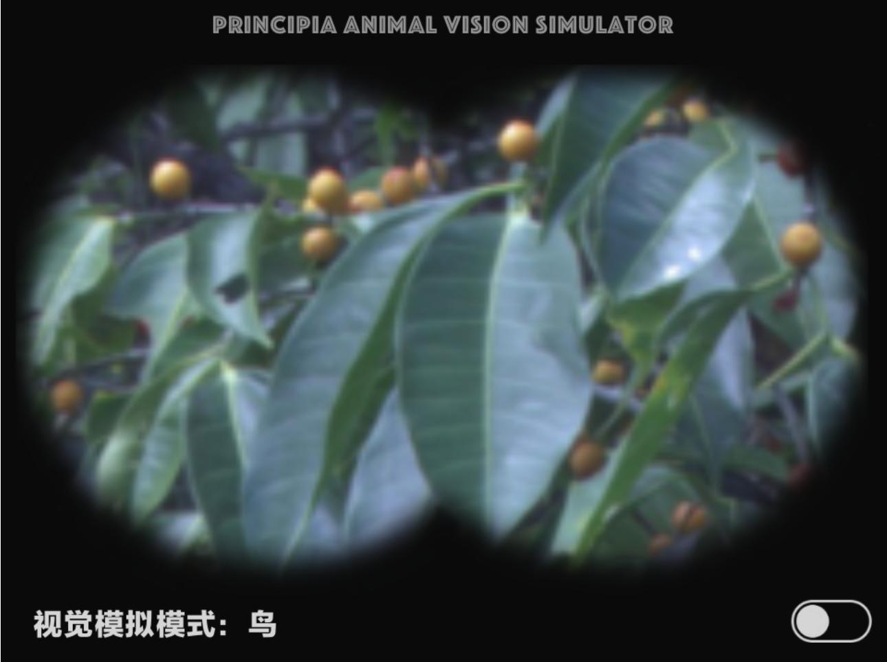 视觉软件exe,视觉模拟器