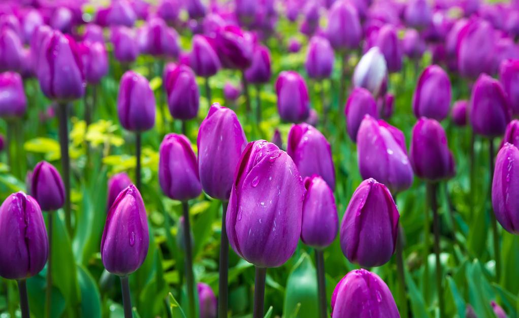郁金香花之女王,素有花之女王之称的郁金香