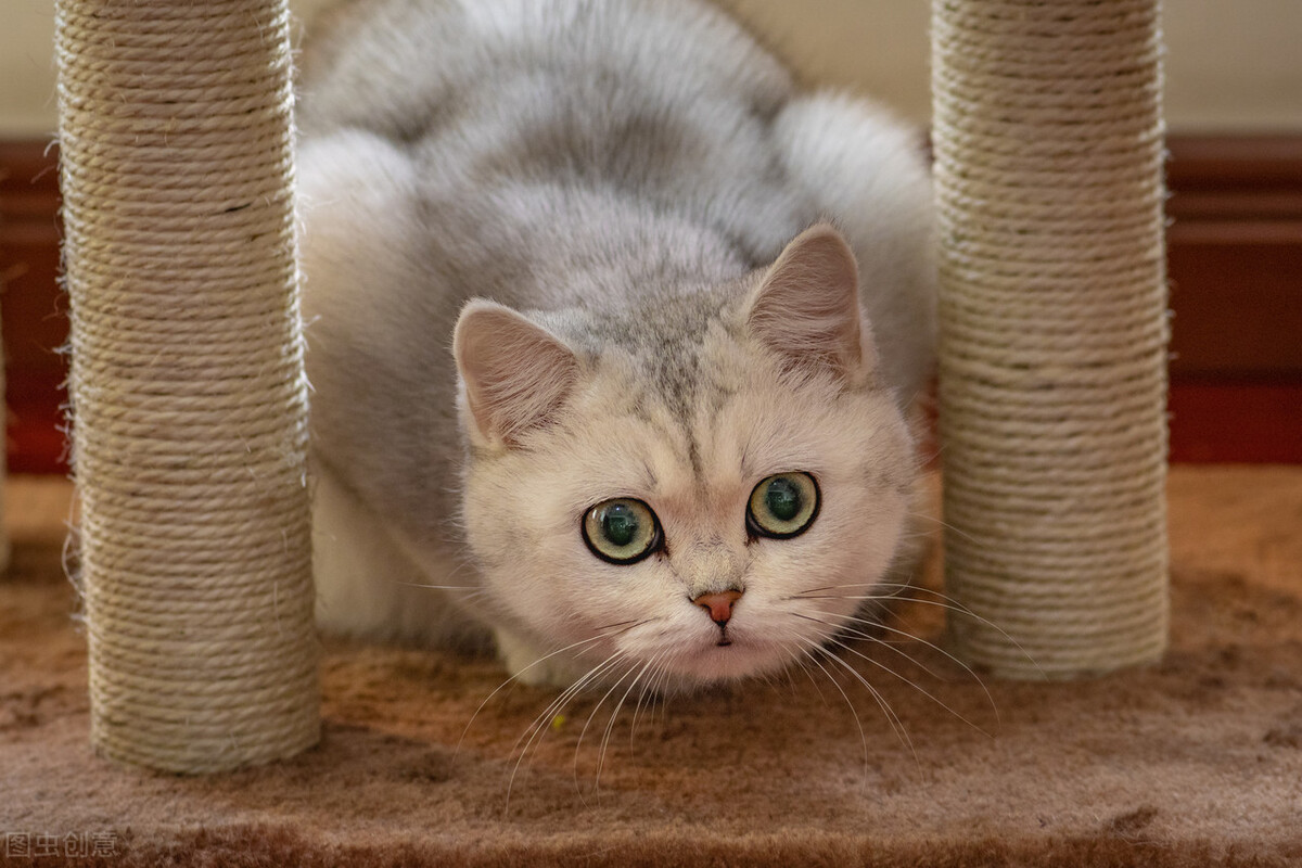 给猫留了几大盆猫粮,给猫咪留了很多猫粮