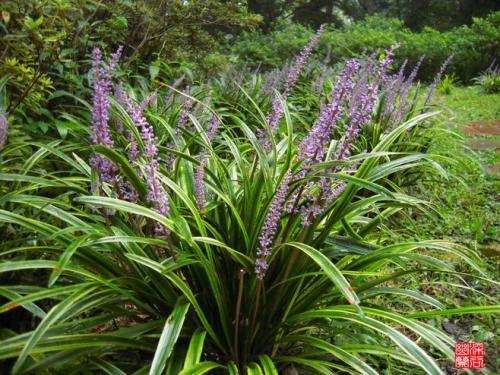 灯心草麦冬煮水喝可以治舌头痒吗,灯心草麦冬可治喉咙红吗