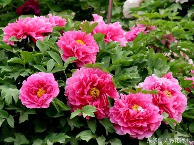 牡丹盆栽品种挑选,巴茨拉牡丹品种介绍