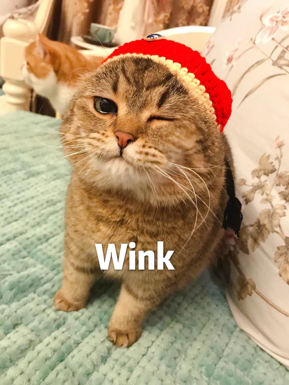 宠物训练营培训,宠物训练营报名