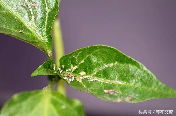 室内蚜虫从哪里来的,如何消灭蚜虫最有效的方法