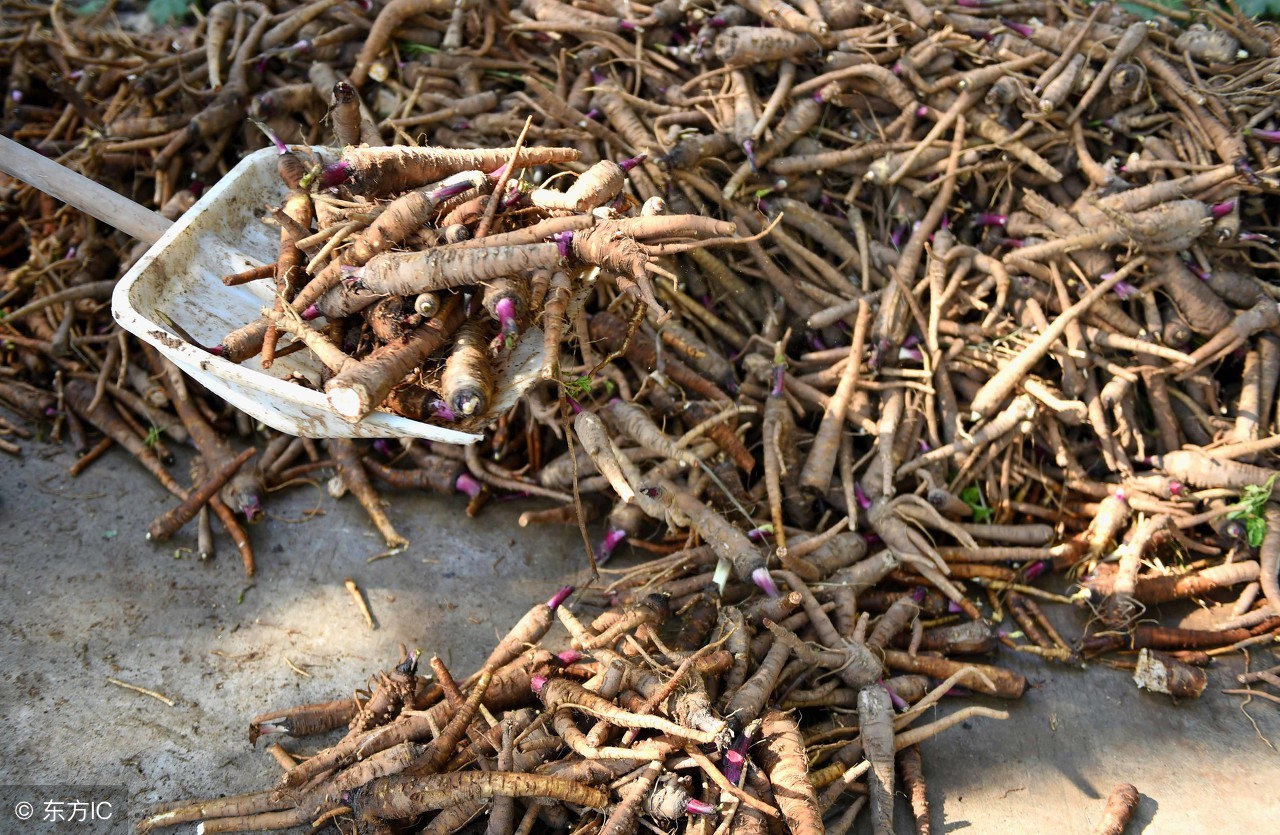 现在种植中药材前景如何,种植中药材亏钱
