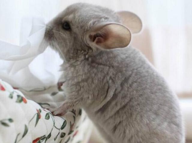 龙猫感冒是什么样子的,龙猫病了怎么处理