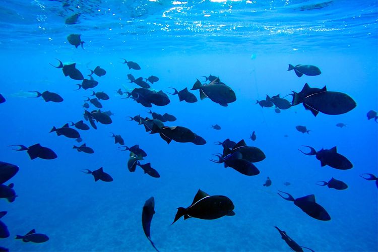 畅游粉红色的梦幻仙境·提克豪岛