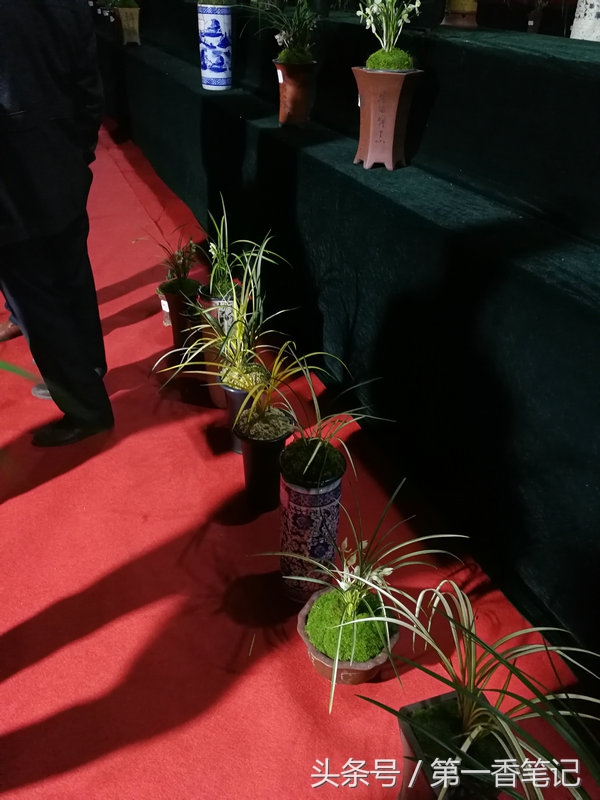 2018年昆明兰花展精品图片,云南兰花展作品欣赏