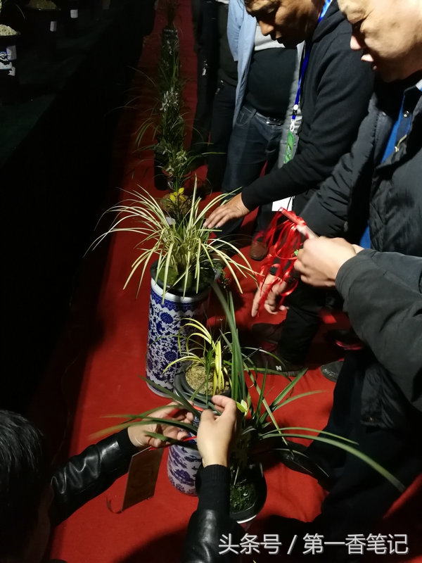 2020年云南兰花展获奖图片,2018年昆明兰花展精品图片