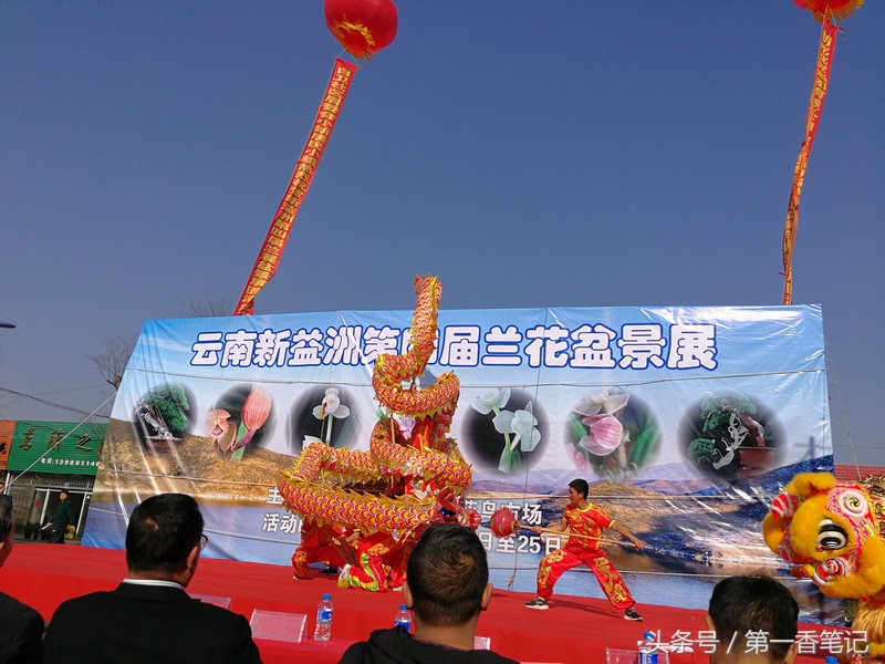 2020年云南兰花展获奖图片,2018年昆明兰花展精品图片