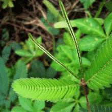 节日|今天是植树节，也是他逝世93周年的日子。