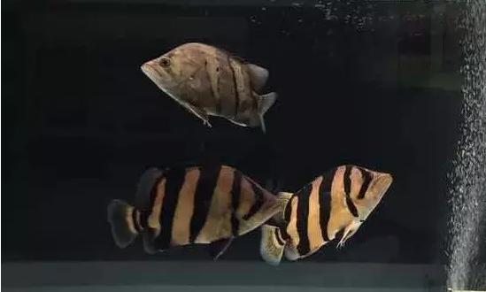 泰虎印尼虎和苏虎鱼哪个好看,泰虎印尼虎苏门答腊虎哪个好