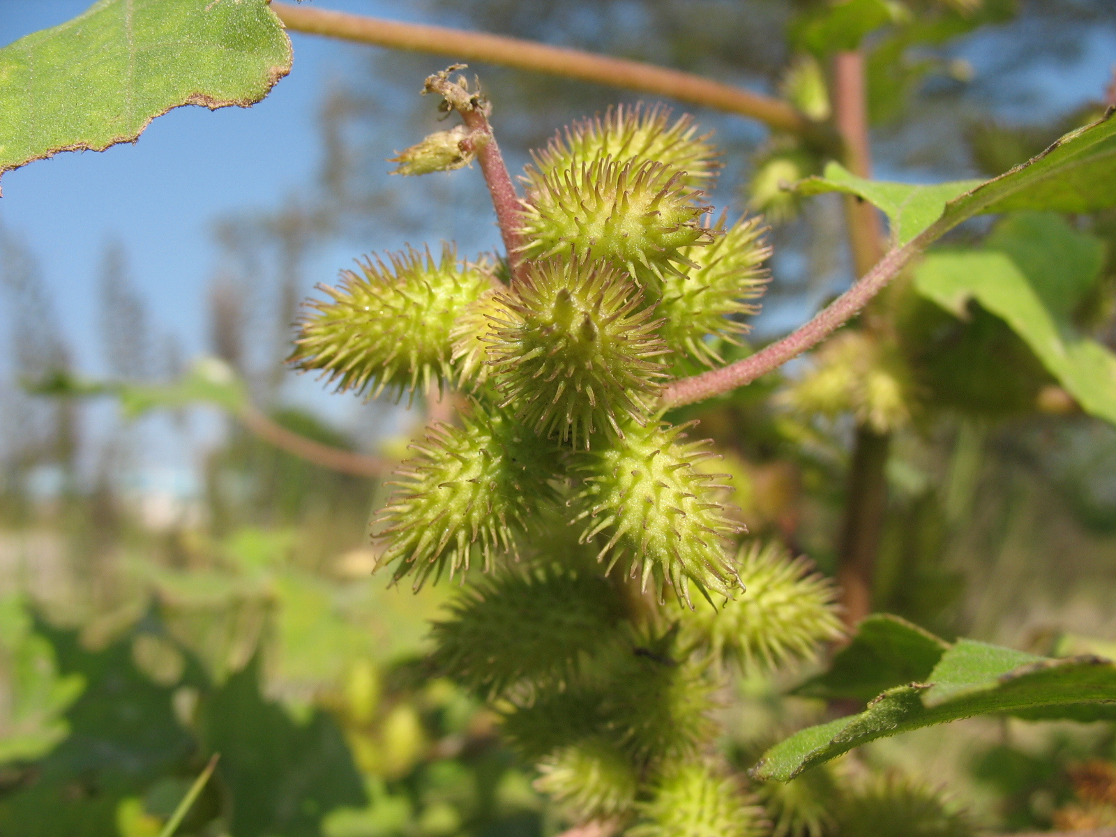 我们身边常见又叫不上名的植物,身边常见的中草药植物